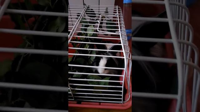 Кролик Крош кушает веточки ранетки смотреть онлайн