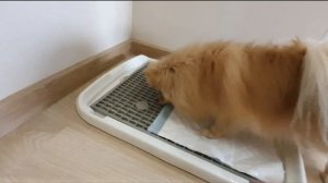 Как приучить щенка к пеленке? Опыт шпицинки Баси!