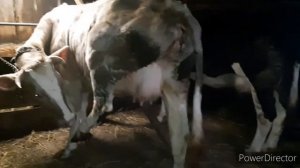 КОРОВА СКРОВИЛА/ЧТО СЛУЧИЛОСЬ?