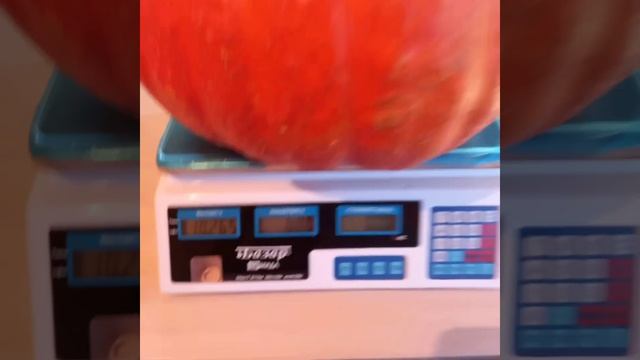 Тыква "Красная Эстамп" смотреть онлайн