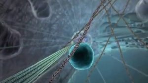 как живёт клетка