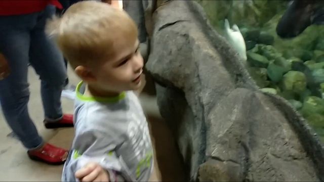 Овсяноблин, снова Зоо смотреть онлайн