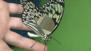 Тропические бабочки - чудо природы