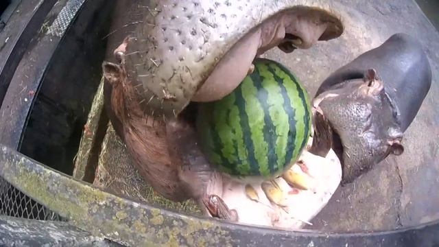 Как бегемот ест арбуз смотреть онлайн