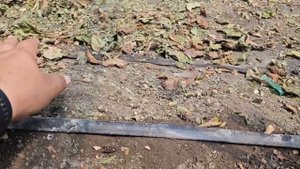Что делать с ежевикой в теплице после плодоношения. Карака блек рулит.