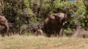 Сен-Санс. Карнавал животных