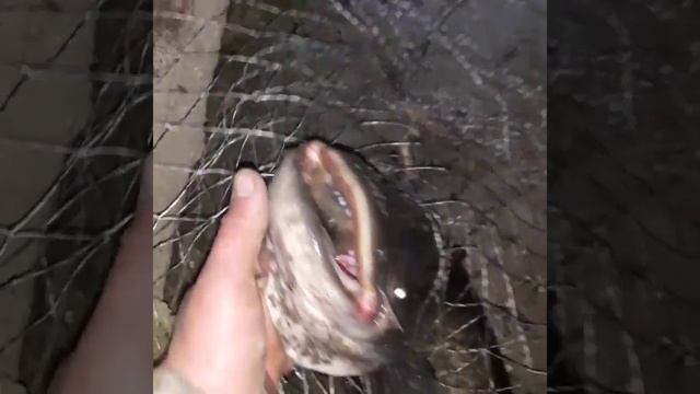 Ловля сома,на малька река Кума смотреть онлайн