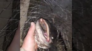 Ловля сома,на малька река Кума