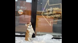 Привяую