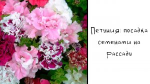 Петуния: посадка семенами на рассаду