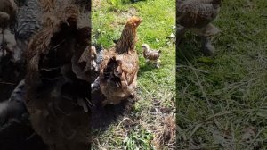 Цыплята брамы куропатчатой на прогулке