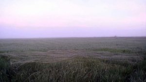 Ловля перепела(бедана) Catching quail (bedana)