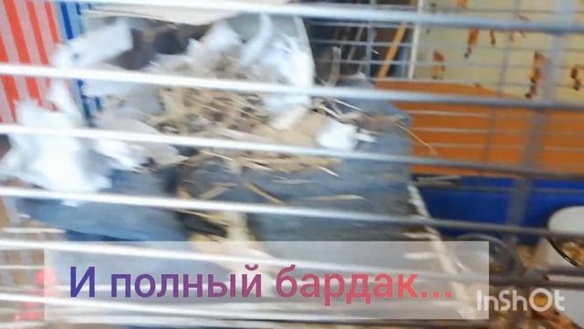 Жизнь моих грызунов ??? смотреть онлайн
