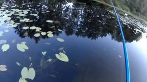 Вечерний клёв краснопёрки и плотвы на поплавок.