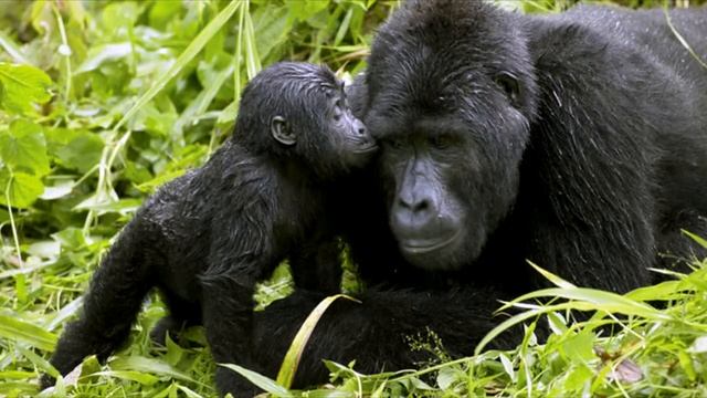 Горная горилла смотреть онлайн