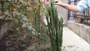 Молочай треугольный, Euphorbia trigona Выкапывем растение