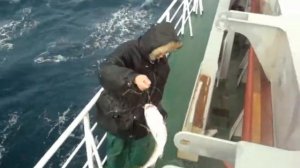Интерестно? ловля трески в северном море