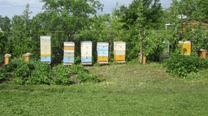 Борьба с роением