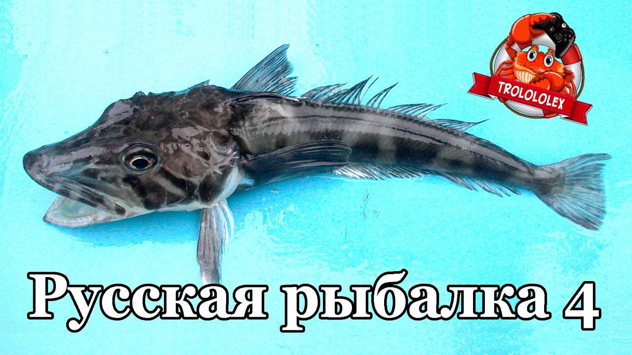 Русская рыбалка 4 Ловля на Нереис смотреть онлайн