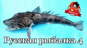 Русская рыбалка 4 Ловля на Нереис