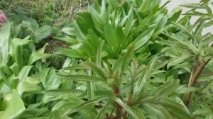 Что нового расцвело в моём майском саду: бадан, бруннера,барвинок, лилиецветные тюльпаны.