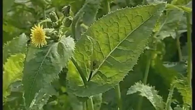 Типы почек по положению на побеге смотреть онлайн