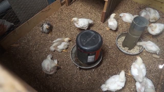 Best pupusas EVER || El Salvador vlog смотреть онлайн