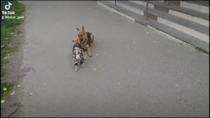 Смешной ролик , Юмор .
