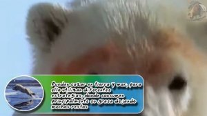 oso polar: El guerrero de la región boreal - documental de animales salvajes