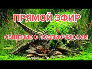 Прямой Эфир