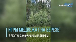 Жители Якутии сняли на видео игры медвежат, закончившиеся падением животных с большой высоты.