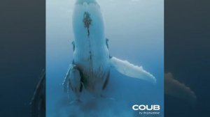 ЮМОР | РАЗВЛЕЧЕНИЯ |ПРИКОЛЫ COUB 339