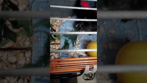 Морская свинка издает звуки когда просит кушать