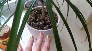 Уход за драценой