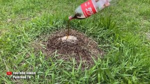 Кока Кола против муравьев! Реальный результат.