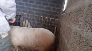 Как понять что свинка загуляла.