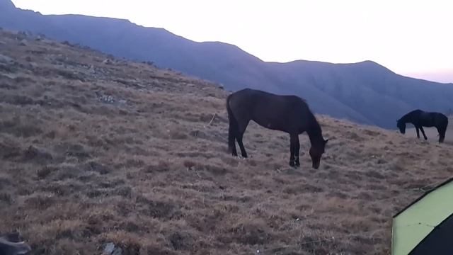 Горная охота на Алтайского Марала, в горах Восточного Казахстана. Hunting Altai maral. смотреть онлайн