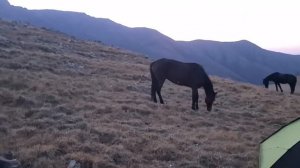 Горная охота на Алтайского Марала, в горах Восточного Казахстана.  Hunting Altai maral.