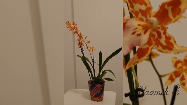 Покупки из Флорэвиль. Находки орхидей в уценке. Комнатный лимон, тилландсия, орхидеи, калатея