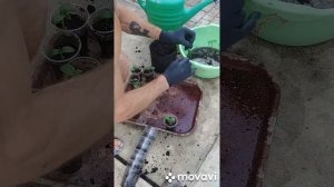 Главные правила пересадки растений из земли на гидропонику