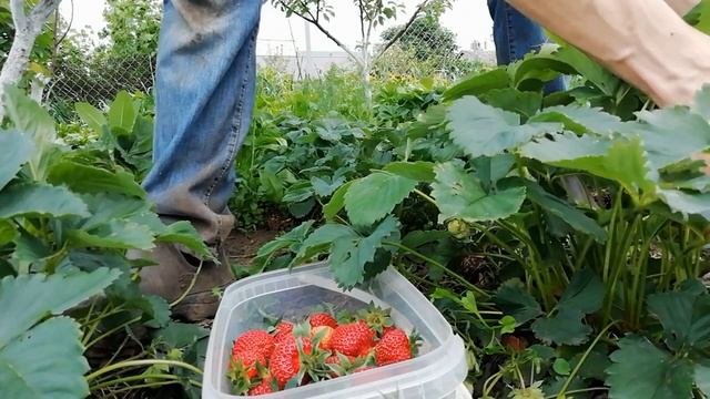 НЕ ТЯНИТЕ ЗА УСЫ! УХОД ЗА КЛУБНИКОЙ во время цветения и плодоношения