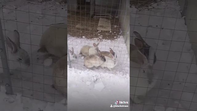 меня покажи, меня покажи!