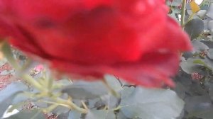 ТРИ РОЗЫ ДЕЛЬБАРА,цветение,характеристики.И Сюрир дю Гавр.