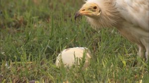 Очень умный стервятник