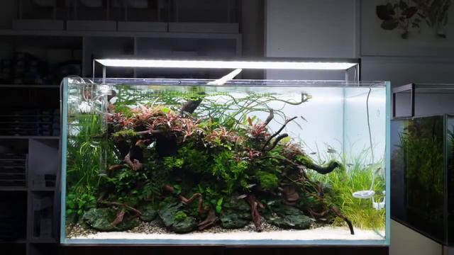 Как предотвратить появление водорослей - 5 советов смотреть онлайн