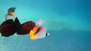 Рыбы едят медузу