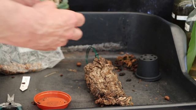 Mounting Dendrobium jenkinsii смотреть онлайн