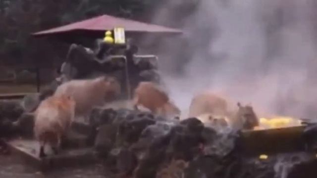 капибары смотреть онлайн