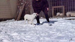 НУР-БЕРРИ ТОРПЕДА 3 мес (Н-Б ОСМАН изГБД х Н-Б ЛЯЛЯ) Ставрополь ПРОДАЕТСЯ