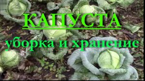 КАПУСТА - уборка и хранение